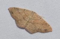 Cyclophora ruficiliaria