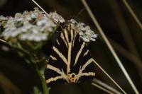 Euplagia quadripunctaria