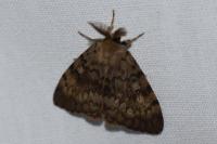 Lymantria dispar