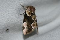 Thyatira batis