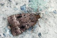 Amphipyra berbera svenssoni