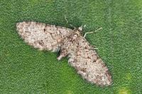 Eupithecia lentiscata