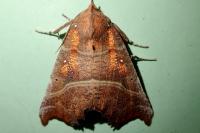 Scoliopteryx libatrix