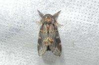 Notodonta dromedarius