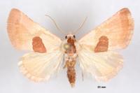 Calymma communimacula