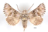 Cleonymia baetica baetica