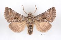 Cleonymia yvanii