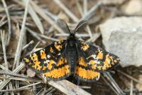 Eurranthis plummistaria