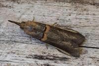 Etiella zinckenella