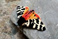 Arctia tigrina