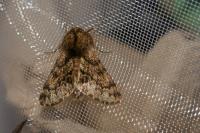 Apocheima hispidaria