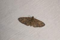 Eupithecia abbreviata