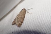 Pachycnemia hippocastanaria hippocastanaria