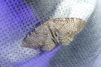 Rheumaptera undulata