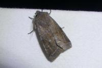 Orthosia incerta