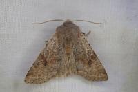 Orthosia incerta