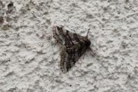 Lycia hirtaria