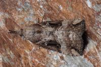 Hypena rostralis