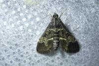 Duponchelia fovealis