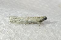 Ephestia