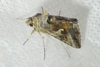 Autographa gamma