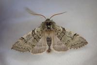 Achlya flavicornis
