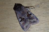Orthosia gothica