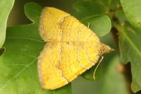 Camptogramma bilineata