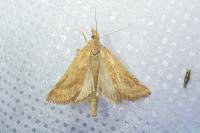 Synaphe punctalis
