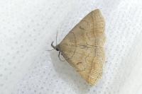 Zanclognatha lunalis