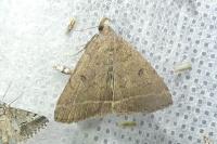 Zanclognatha zelleralis