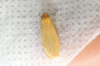 Wittia sororcula