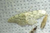 Idaea alyssumata/typicata