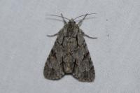 Acronicta psi/tridens
