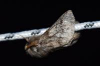 Thaumetopoea pityocampa
