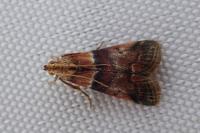 Acrobasis repandana