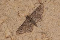 Gymnoscelis rufifasciata