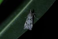 Eudonia angustea