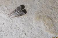 Parapoynx stratiotata