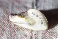 Cilix glaucata