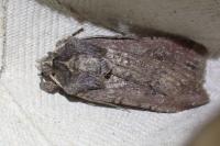 Peridroma saucia