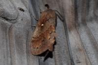 Dendrolimus pini pini