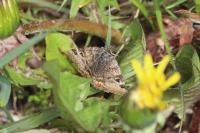 Euclidia glyphica