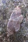 Stegania trimaculata