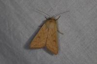 Mythimna vitellina