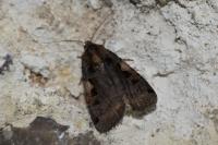 Xestia c-nigrum