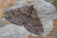 Catarhoe basochesiata