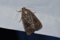 Amphipyra pyramidea/Amphipyra berbera
