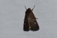 Xestia xanthographa