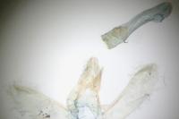 Eudonia pallida
